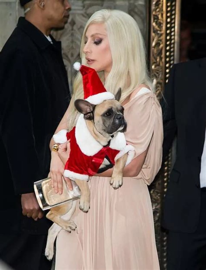 Lady Gaga’s Dogwalker Shot, Dogs Stolen